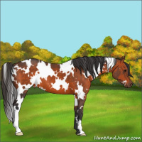 Horse Color:White Spotted Brown 