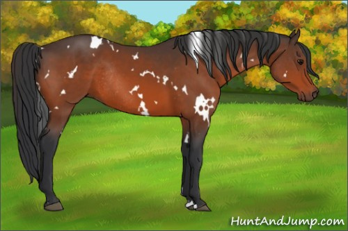 Horse Color:White Spotted Bay Rabicano 