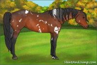 Horse Color:White Spotted Bay Rabicano 
