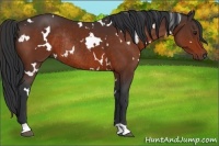 Horse Color:White Spotted Brown Rabicano