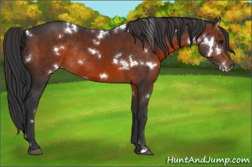 Horse Color:White Spotted Brown Rabicano 
