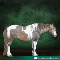 Horse Color:Buckskin Ice Tobiano Appaloosa 