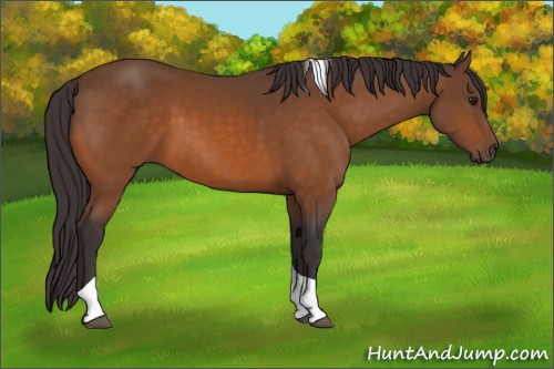 Horse Color:Buckskin Tobiano