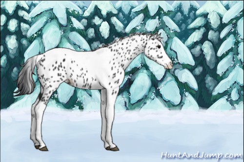 Horse Color:Black Splash Tobiano Appaloosa 