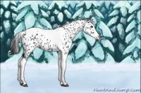 Horse Color:Black Splash Tobiano Appaloosa 