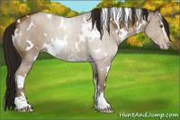 Horse Color:Gray White Spotted Classic Cream Champagne Sabino Varnish 
