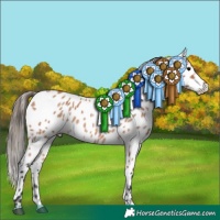 Horse Color:White Spotted Bay Roan Leopard 