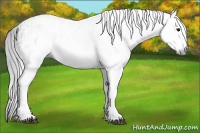 Horse Color:Gray White Spotted Black and Gray White Spotted Black Rabicano