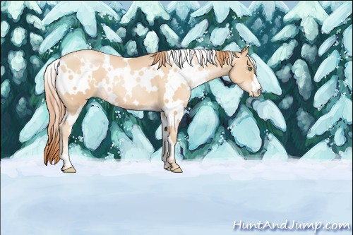 Horse Color:White Spotted Classic Champagne Pearl