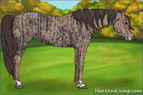 Horse Color:Black  and Classic Champagne 