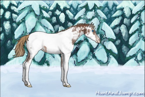 Horse Color:Liver Chestnut Splash Appaloosa 