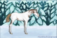 Horse Color:Liver Chestnut Splash Appaloosa 