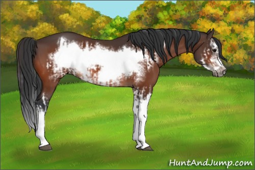 Horse Color:Bay Splash Frame and Bay Splash Frame