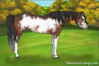 Horse Color:Bay Splash Frame and Bay Splash Frame