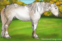 Horse Color:Gray White Spotted Chocolate Palomino Appaloosa 