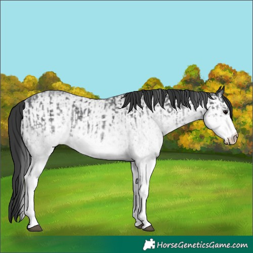 Horse Color:White Spotted Blue Roan Rabicano and White Spotted Blue Roan Rabicano