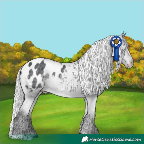 Horse Color:Silver Black Chinchilla Appaloosa 