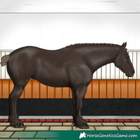 Horse Color:Liver Chestnut Sabino