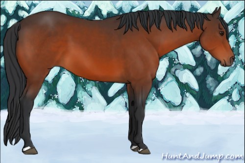 Horse Color:Brown 