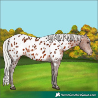 Horse Color:Silver Brown Appaloosa 