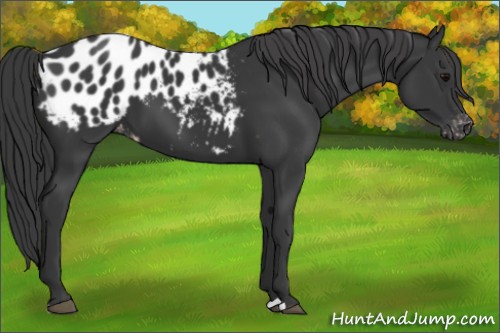 Horse Color:Black Appaloosa