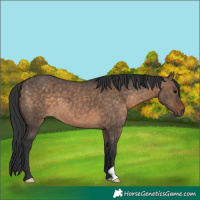 Horse Color:Brown Dun 