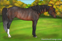 Horse Color:Brown Rabicano 