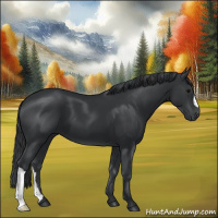 Horse Color:Black 