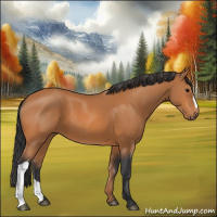 Horse Color:Bay 