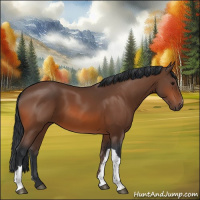 Horse Color:Bay 