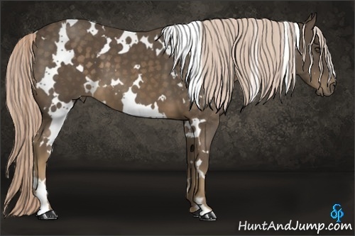Horse Color:White Spotted Chocolate Palomino Frame