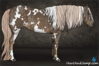 Horse Color:White Spotted Chocolate Palomino Frame