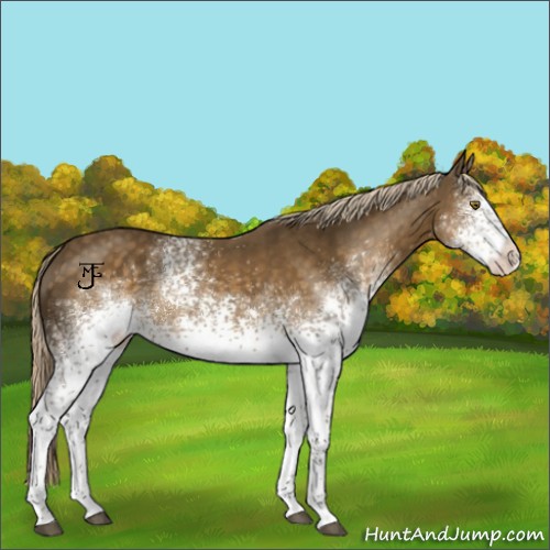 Horse Color:White Spotted Chocolate Palomino Appaloosa 