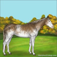 Horse Color:White Spotted Chocolate Palomino Appaloosa 