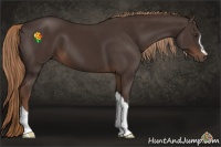 Horse Color:Liver Chestnut 