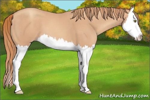 Horse Color:Gold Champagne Splash