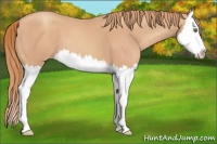 Horse Color:Gold Champagne Splash 