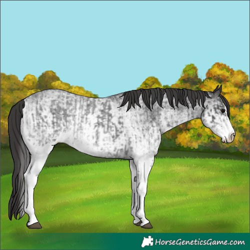 Horse Color:White Spotted Blue Roan Rabicano  and White Spotted Smoky Blue Roan Rabicano 
