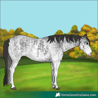 Horse Color:White Spotted Blue Roan Rabicano  and White Spotted Smoky Blue Roan Rabicano 