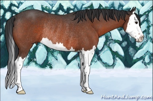 Horse Color:Bay Roan Splash Rabicano 