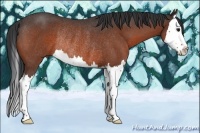 Horse Color:Bay Roan Splash Rabicano