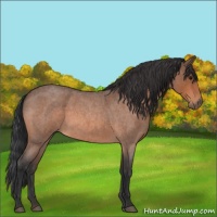 Horse Color:Bay Roan 