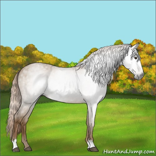 Horse Color:Gray Palomino Roan 