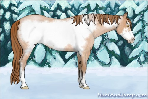 Horse Color:Bay Roan Pearl Frame