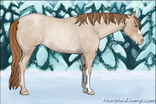 Horse Color:Smoky Blue Roan Pearl Rabicano 