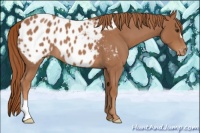 Horse Color:Red Roan Appaloosa 