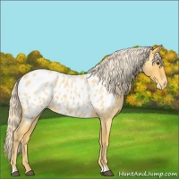 Horse Color:Palomino Roan Near Leopard 