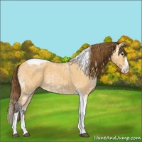 Horse Color:Buckskin Ice Roan Dun Splash Tobiano Varnish