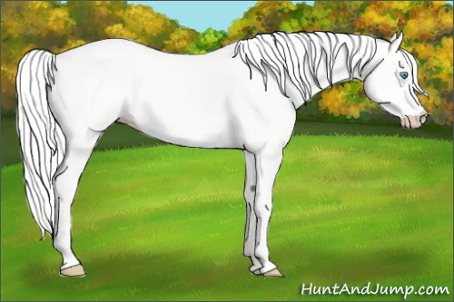 Horse Color:Silver Perlino Dun 