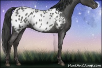 Horse Color:Smoky Blue Roan Appaloosa 